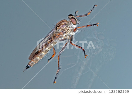 Close up macro of a robber fly with intricate details on a reflective surface Close up macro of a robber fly with intricate details on a reflective surface 122562369