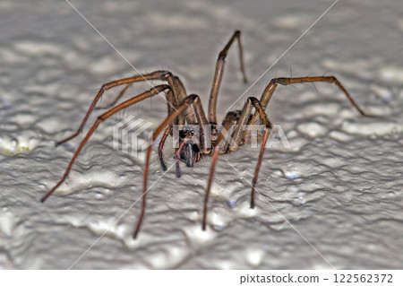 Close up macro of a house spider on textured surface with sharp details 122562372