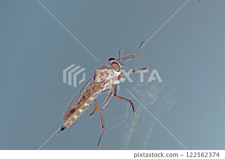 Close up macro of a robber fly with intricate details on a reflective surface Close up macro of a robber fly with intricate details on a reflective surface 122562374