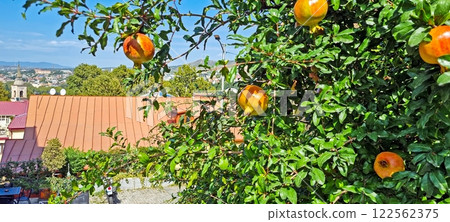 Pomegranate tree with ripe fruits overlooking a cityscape with hills in the background Pomegranate tree with ripe fruits overlooking a cityscape with hills in the background 122562375