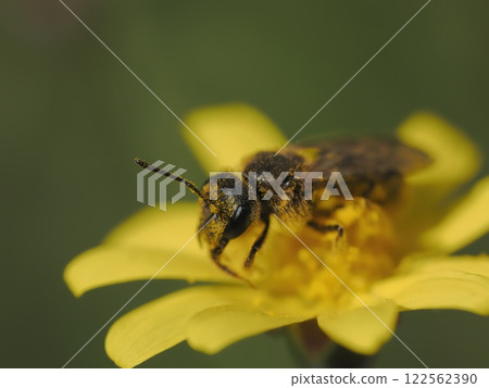 A small bee on a ruby necklace flower A small bee on a ruby necklace flower 122562390