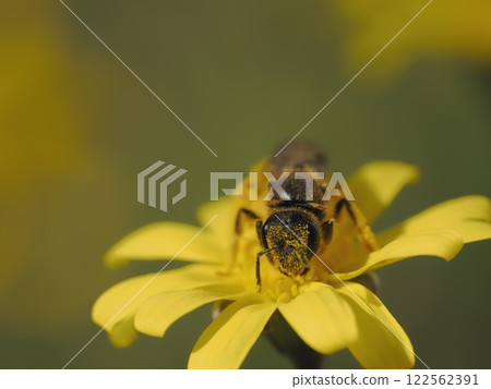 紅寶石項鍊花上的小蜜蜂 紅寶石項鍊花上的小蜜蜂 122562391