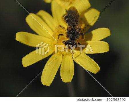 紅寶石項鍊花上的小蜜蜂 紅寶石項鍊花上的小蜜蜂 122562392