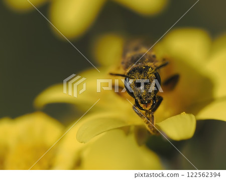 A small bee on a ruby necklace flower 122562394