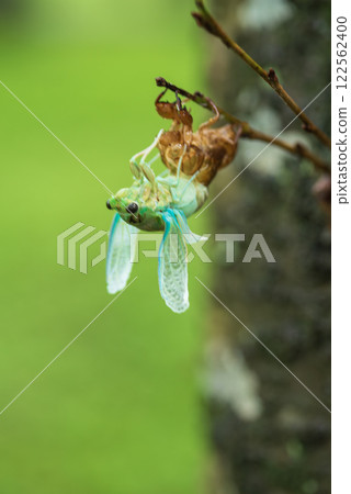 Newly emerged cicada 122562400