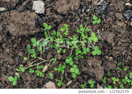 close up of The four leaf clover (Trifolium repens) is a rare variety of the common three leaf clover. 122562570