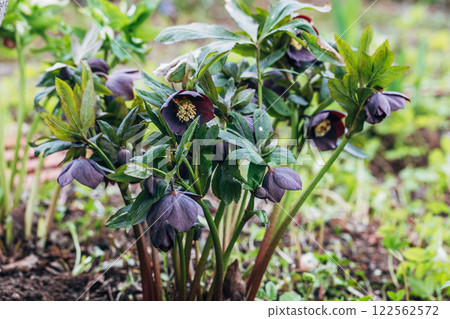 Helleborus orientalis Pretty Ellen Purple blooms in spring 122562572
