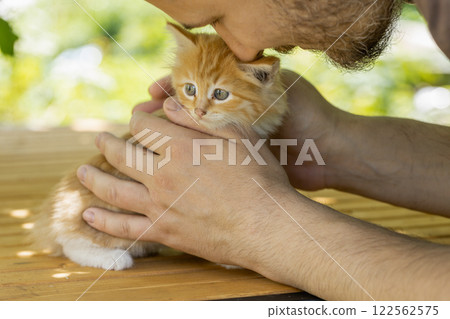 small beautiful red kitten in male hands. Care concept small beautiful red kitten in male hands. Care concept 122562575