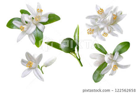 Orange tree flowers, buds, leaves and green unripe fruit set isolated on white 122562658