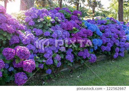 Retaining stone wall decorated with purple and blue hydrangeas garden hedge. Retaining stone wall decorated with purple and blue hydrangeas garden hedge. 122562667