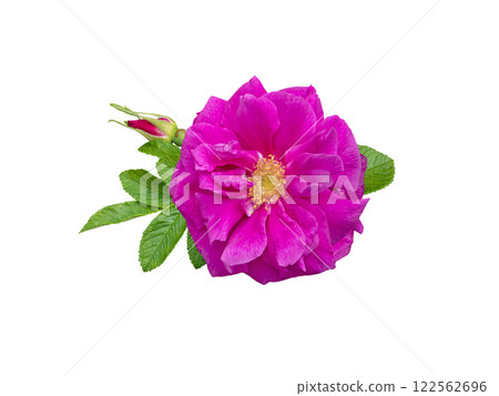 Purple double rugosa rose flower with leaves and bud isolated on white 122562696