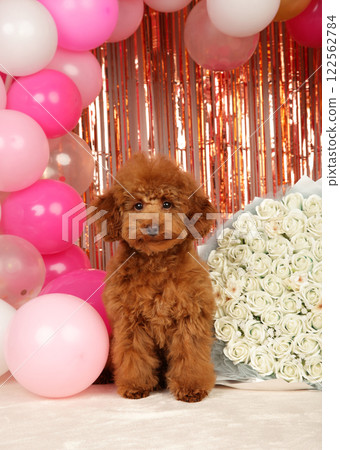Sweet Toy Poodle Valentine Portrait 122562784