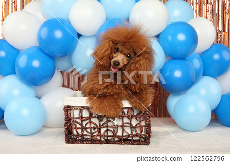 Fluffy Red Toy Poodle in a Basket at a Festive Party Fluffy Red Toy Poodle in a Basket at a Festive Party 122562796