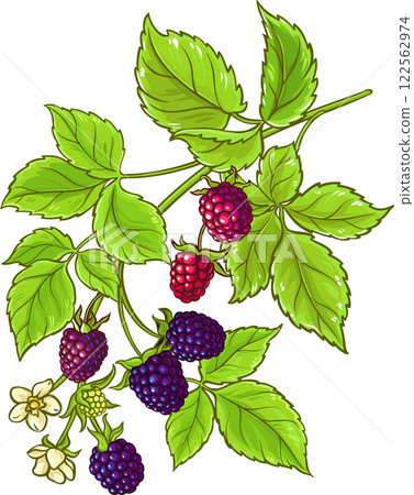 Boysenberry Branch with Flowers and Berries  Colored Detailed Illustration 122562974