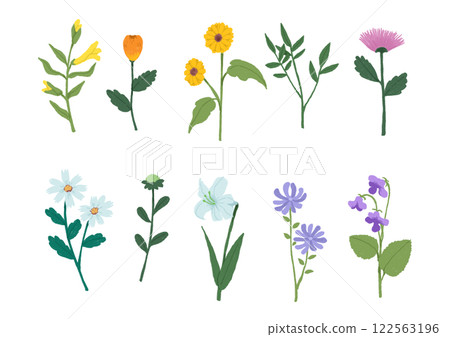Illustrations of various types of single flowers Illustrations of various types of single flowers 122563196