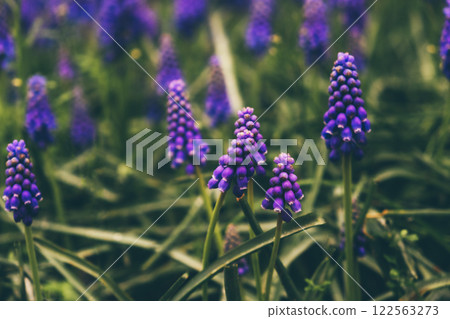Blooming flowers. Blooming flowers. 122563273