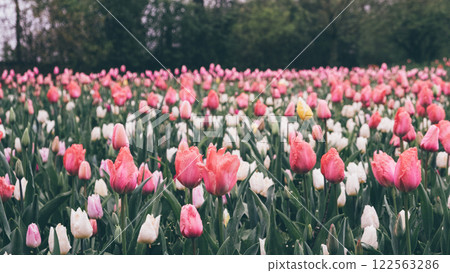 Blooming tulips. Blooming tulips. 122563286