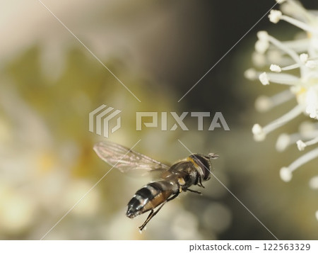 一隻黑蠅飛到了八角金盤花上。 122563329