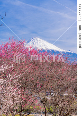 [Shizuoka Prefecture] Fujinomiya - Mount Fuji beyond the red and white plum blossoms 122563335