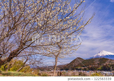 [靜岡縣]富士宮～白梅花後的富士山 122563339