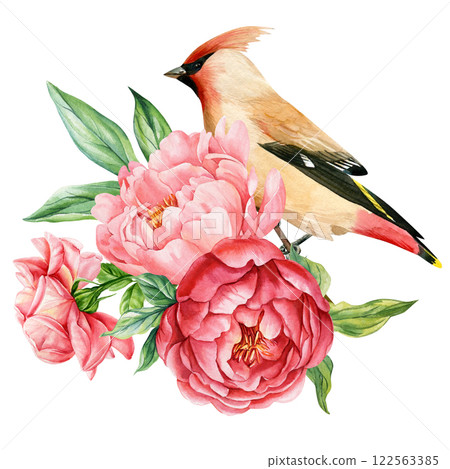 Waxwing Bird, Peonies flowers watercolor spring illustration botanical floral painting, hand painted nature art isolated Waxwing Bird, Peonies flowers watercolor spring illustration botanical floral painting, hand painted nature art isolated 122563385