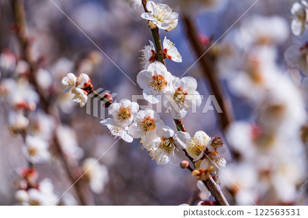 白梅花盛開藍天背景 122563531