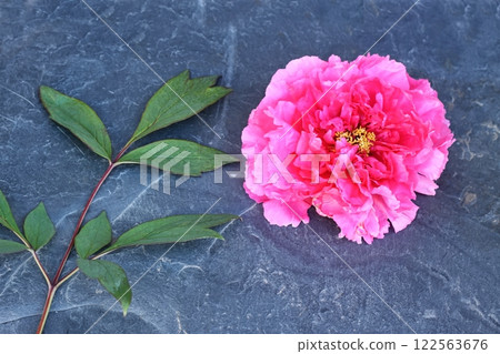Big flower head and leaf of beautiful red tree peony, lat. Paeonia suffruticosa on the stone. Big flower head and leaf of beautiful red tree peony, lat. Paeonia suffruticosa on the stone. 122563676