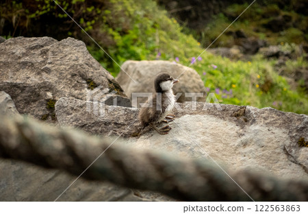 A colorful bird is perched on a rock near a long rope A colorful bird is perched on a rock near a long rope 122563863