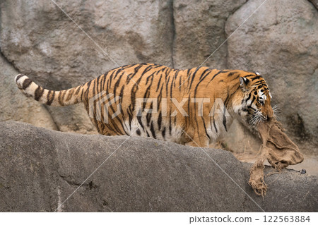 Amur tiger picking up trash 122563884