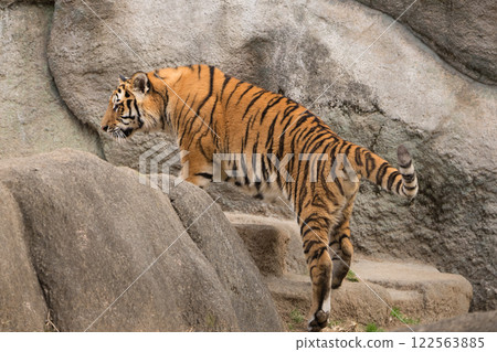 Amur tiger cub climbing stairs 122563885
