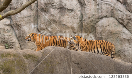 Amur tiger brothers on rocky ground 122563886