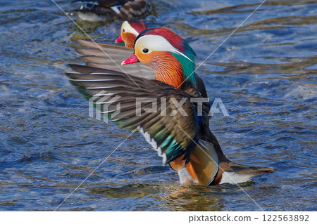 Mandarin duck male flapping wings in front Mandarin duck male flapping wings in front 122563892