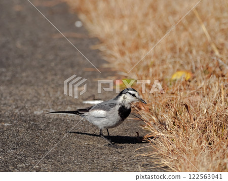 Hakusekirei Hakusekirei 122563941