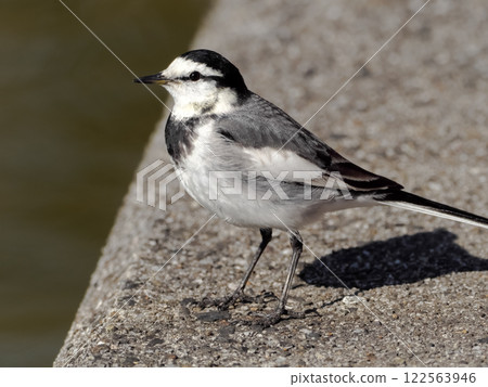 Hakusekirei 122563946