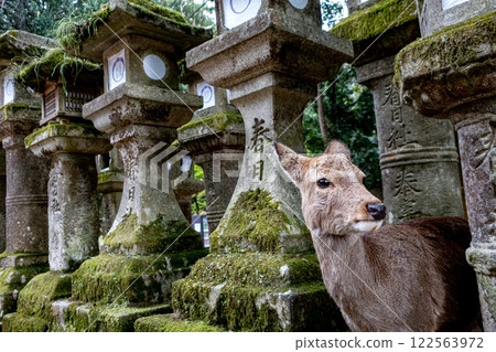 A deer stands peacefully in front of stone lanterns in Nara. Japan A deer stands peacefully in front of stone lanterns in Nara. Japan 122563972