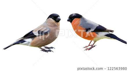 Male and female of bullfinch on white background, Pyrrhula pyrrhula 122563980