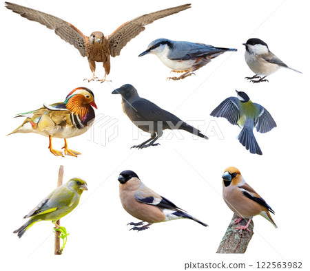 set of birds isolated on white background set of birds isolated on white background 122563982