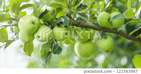 Branch of ripe green apples hanging on tree in orchard garden 122563987