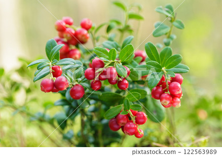 bush of wild ripe cowberry in a forest 122563989