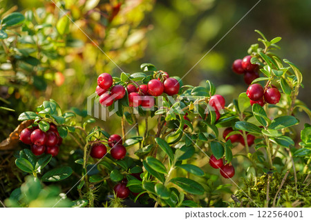 bush of wild ripe cowberry in a forest bush of wild ripe cowberry in a forest 122564001