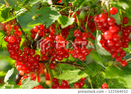 Ripe red currant hanging on bush in garden 122564032