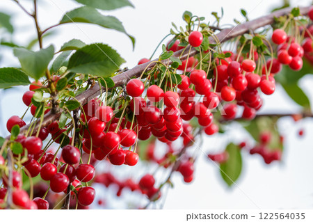 Fresh ripe cherries hanging on tree in garden 122564035
