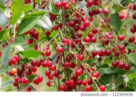 Fresh ripe cherries hanging on tree in garden 122564036
