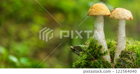 Edible mushrooms with red-capped on green background in a forest. Leccinum aurantiacum mushroom 122564040
