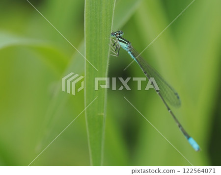 A light blue damselfly resting on the grass 122564071