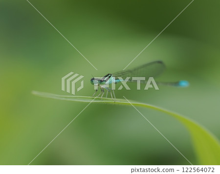 A light blue damselfly resting on the grass 122564072