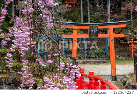 A torii gate is surrounded by vibrant pink flowers in Koyasan, Japan A torii gate is surrounded by vibrant pink flowers in Koyasan, Japan 122564227