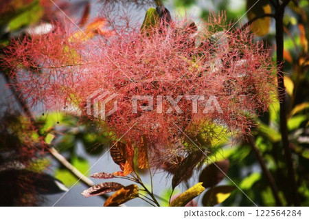 Smoke tree red flowers 122564284