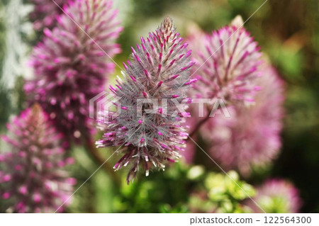 小荷花喬伊花 小荷花喬伊花 122564300