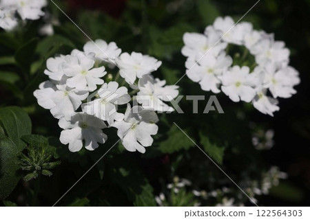 白馬鞭草花 白馬鞭草花 122564303